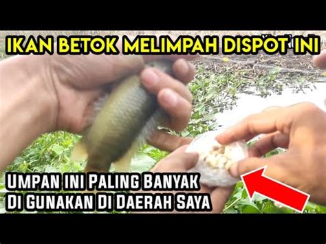 Ini Umpan Paling Ampuh Buat Mancing Ikan Betok Papuyu Mancingmania