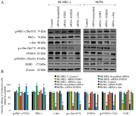 Effect Of RNA Interference SiRNA Of The Transcription Factors Of