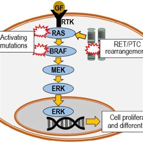 Oncogenic activation of MAPK pathway. The pathway is triggered by ...