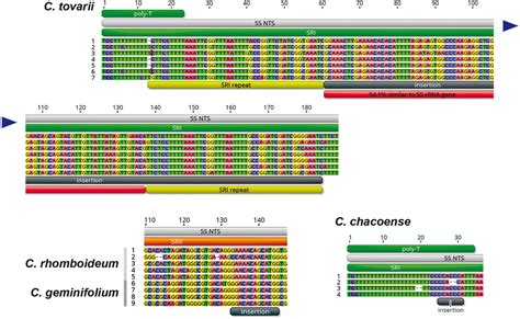 Scielo Brasil Molecular Characterization Of The 5s Rdna Non Transcribed Spacer And