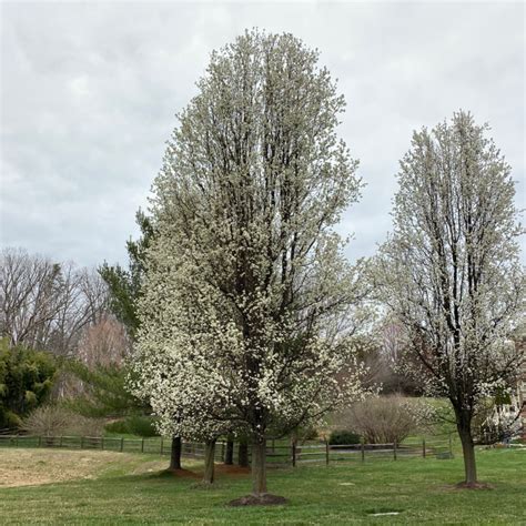 Bradford Pear Tree Unlikely Invasive Species Vics Tree Service