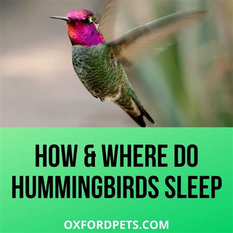 Do Hummingbirds Sleep How And Where 8 Sleep Facts Oxford Pets