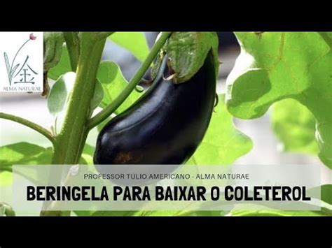 Beringela E Bom Para Colesterol - Aprenda a usar a beringela para controlar o colesterol e o índice ...