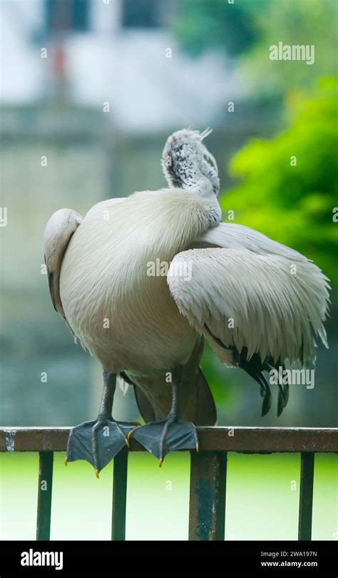 a white pelicans at Dehiwala bird park in Dehiwala zoo, Sri Lanka Stock ...