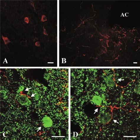 Cb Receptor Mediated Inhibition Of Evoked Excitatory Synap Tic