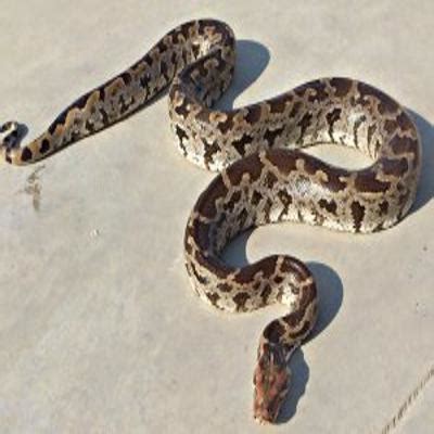 Snake-Venom Classification Dataset and Pre-Trained Model by Kittipon