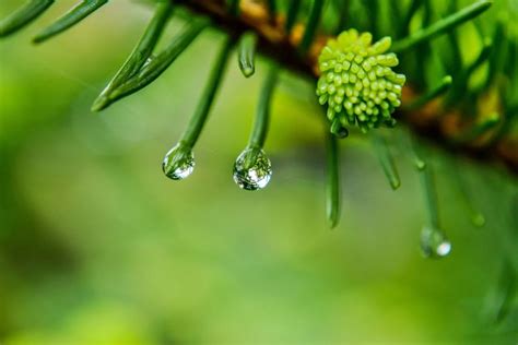 雨水 春风化雨 润物无声 每日推荐 Ilohas乐活社区