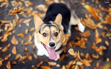 Corgi Wallpapers - Wallpaper Cave