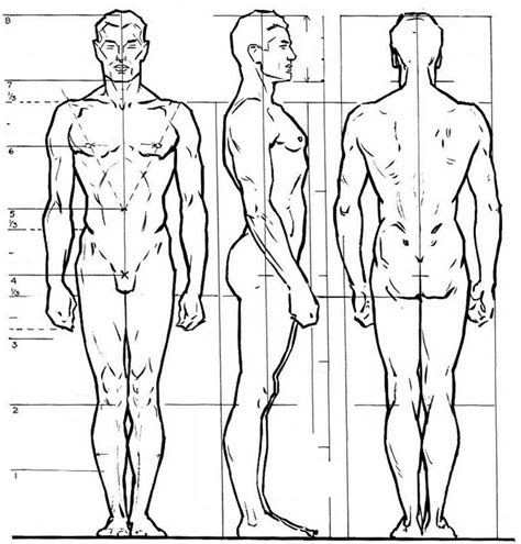 Canon Hombre Body Proportion Drawing Drawing Body Proportions