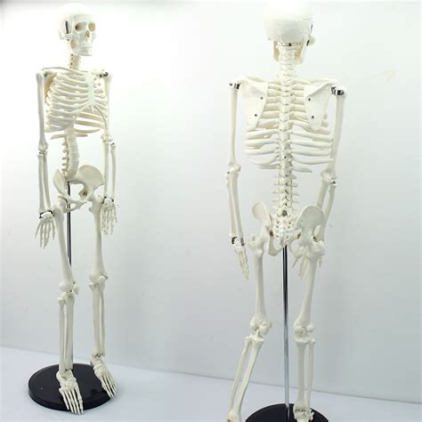 High Reproduction And Accuracy Medical Teaching Models Model Showing