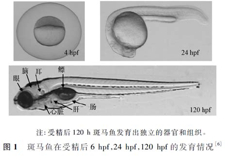 斑马鱼在药物毒性与安全性评价系统的优势何在？ 知乎