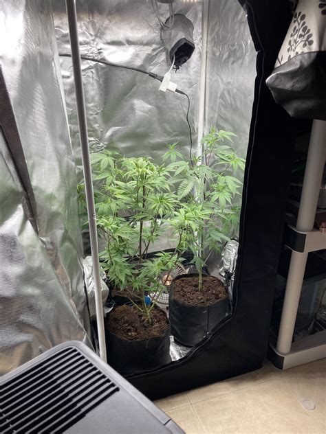 37ft X 9 X 8ft Garage Grow Room Build Thcfarmer