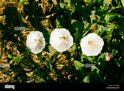 Cone shaped flowers hi-res stock photography and images - Alamy