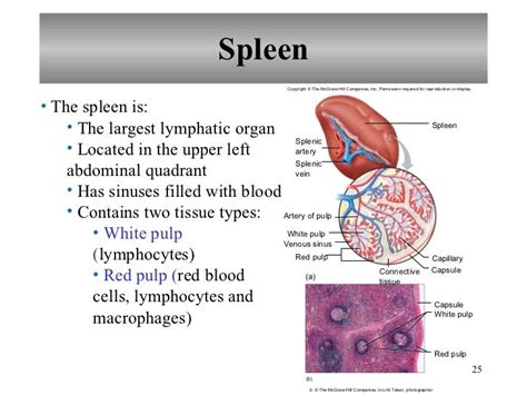 Chapter 16 Lymphatic System And Immunity