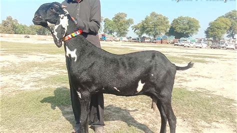 Amritsari Beetle Bakriyon Ki Lat Ajmal Goat Farm Hasilpur