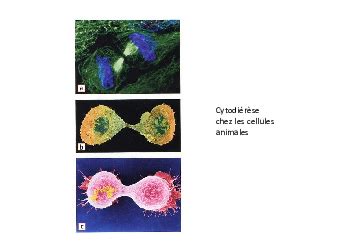 Chapitre Reproduction Conforme De La Cellule Et R Plication D Adn