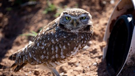 Arizonas Burrowing Owls Face Threats From Development But Theres Hope