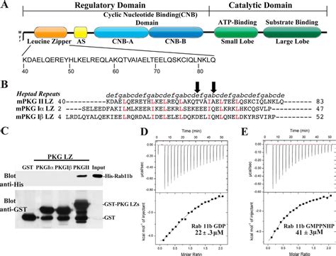 Crystal Structure Of The Cgmp Dependent Protein Kinase Ii Leucine