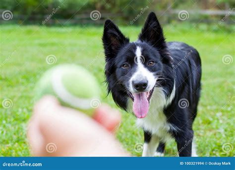 Border Collie Herding Dog Breed Stock Photo - Image of loyalty, breed ...
