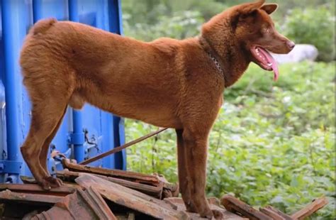 Hmong Bobtail Dog Breed Information & Characteristics