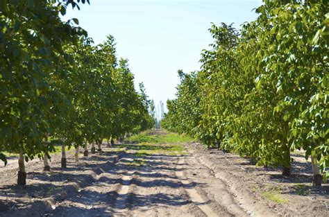 Investor Cash Flow Projections Chandler Orchards