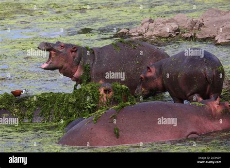 Flu Pferd Und Blautirn Blatth Hnchen Hippopotamus And African Jacana