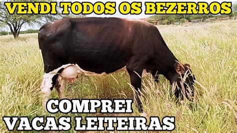 Vendi Todos Os Bezerros E Comprei Vacas Leiteiras Youtube