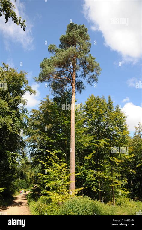 Pinus Sylvestris Scots Pine Tree Hi Res Stock Photography And Images