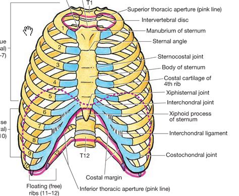 Image Gallery Sternocostal Joint