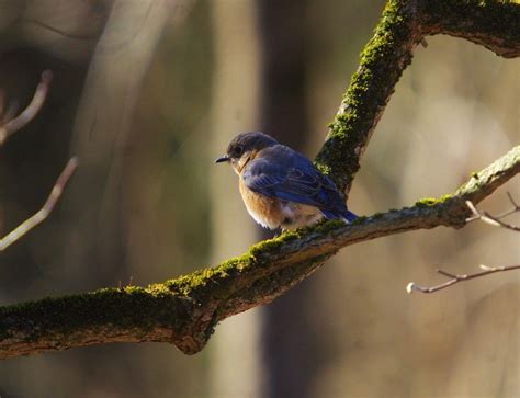 Mt. Cuba Center | Eastern Bluebird Nest Box Study - Mt. Cuba Center