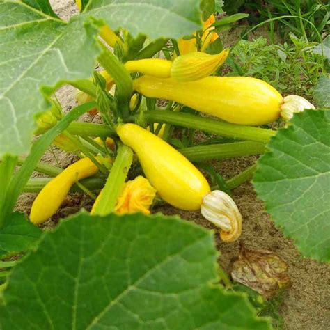 Golden Zucchini Summer Squash Seeds Terroir Seeds