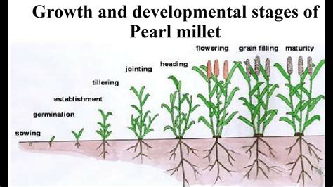 Growth And Developmental Stages Of Pearl Millet Agriculturemakestrong