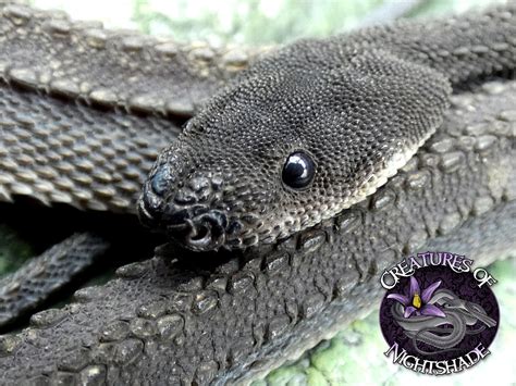 Dragon Snake or Puppy Dog? - Other Colubrids - MorphMarket Reptile Community