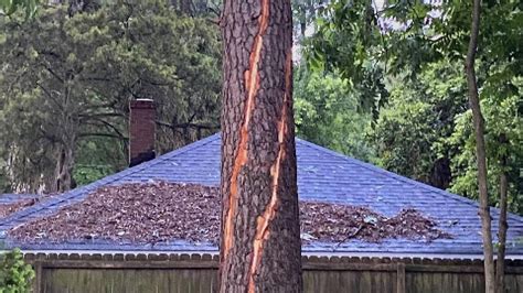 Trees Hit By Lightning Knocked Down In Early Morning Storm Youtube