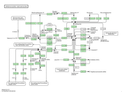 KEGG PATHWAY Sphingolipid Metabolism Homo Sapiens Human