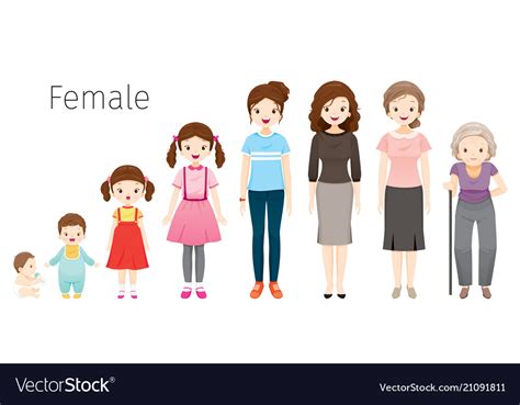 Life Cycle Of Woman Generations Royalty Free Vector Image