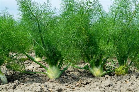 Campo Di Produzione Con Impianti Di Bulbo Di Finocchio Di Fiorenza