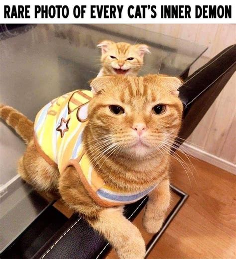 Pin By Cindy Bentley On Amazing Purrs Funny Cat Memes Funny Animal