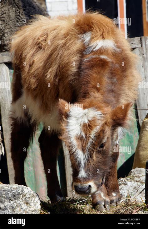 Baby Yak Khumbu Region Himalayas Nepal Asia Stock Photo - Alamy