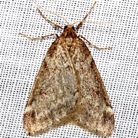 Hodge 6256 7648 Geometridae Pickaway County Moths And Beyond