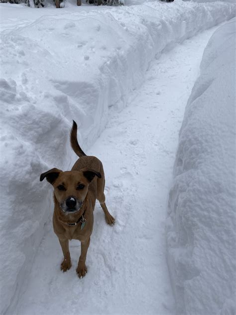 Dog recovering after mountain lion attack near Keystone | SkyHiNews.com