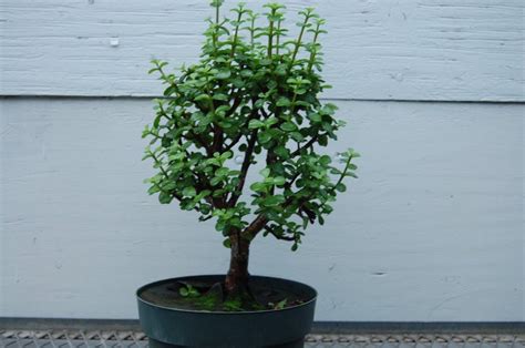 30 Year Old Baby Jade Cascade Specimen Bonsai Tree