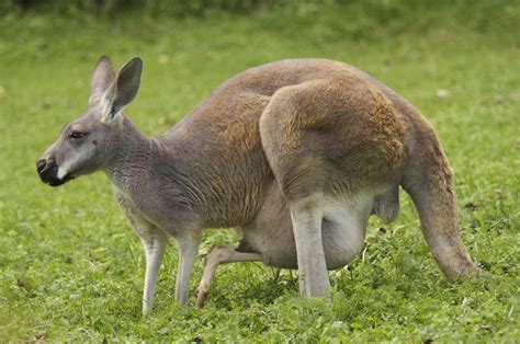 OBSCURED CLARITY: Kangaroos