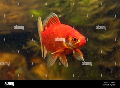 Carpe Carassius Auratus Gibelio Banque De Photographies Et Dimages