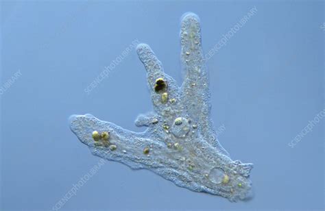 Amoeba Proteus Stock Image C0086373 Science Photo Library