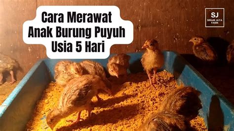 Cara Merawat Anak Burung Puyuh Usia Hari Youtube