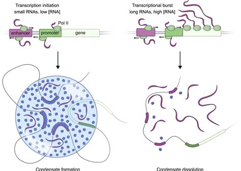 Rna Mediated Feedback Control Of Transcriptional Condensates Cell