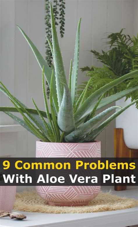 9 Most Common Problems With Growing Aloe Vera Plant Aloe Vera Plant