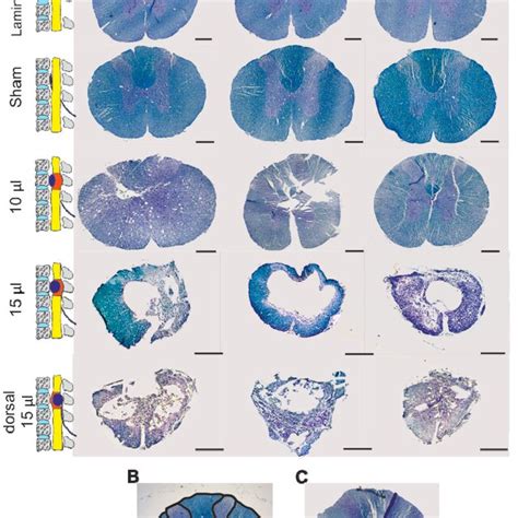 Histological And Immunohistochemical Assessment Of Obtained Cross