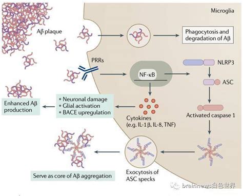 阿尔茨海默病中的神经炎症和小胶质细胞激活互作相关tau
